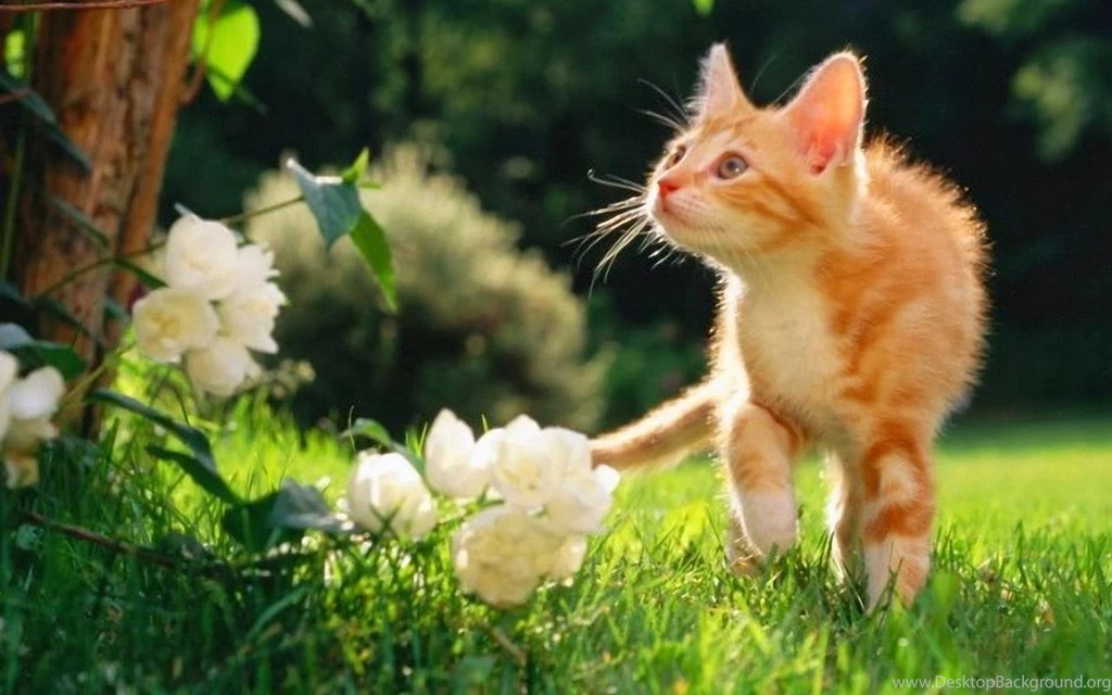 Cute Cat Wallpapers Free Download