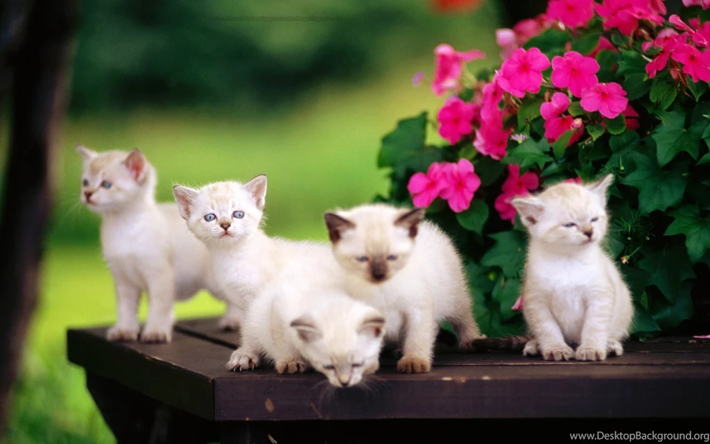 Cute Cat Wallpapers Free Download