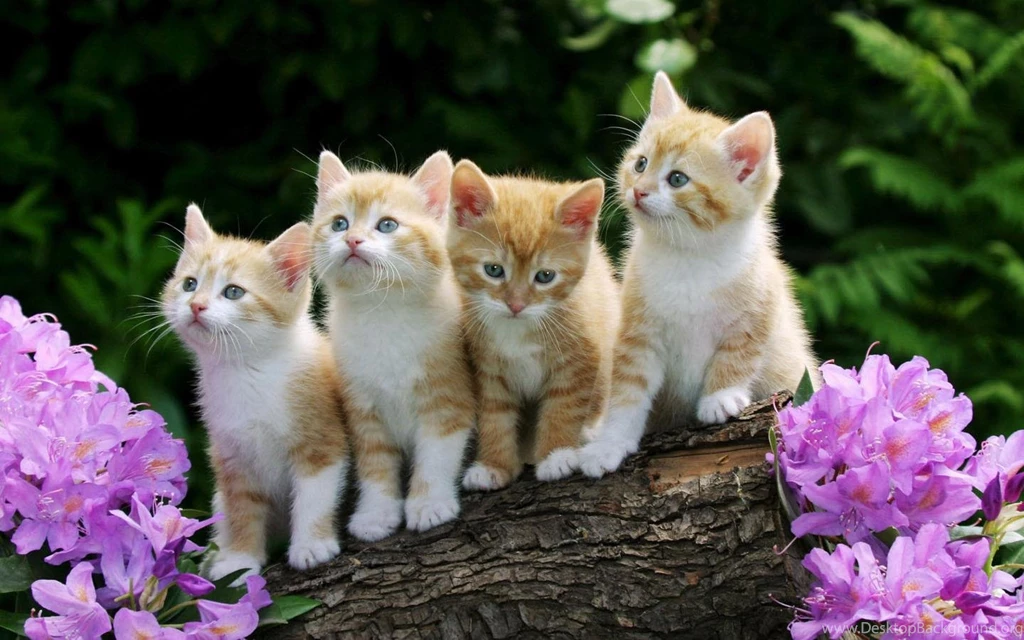 Cute Kitten Wallpapers Android Apps On Google Play
