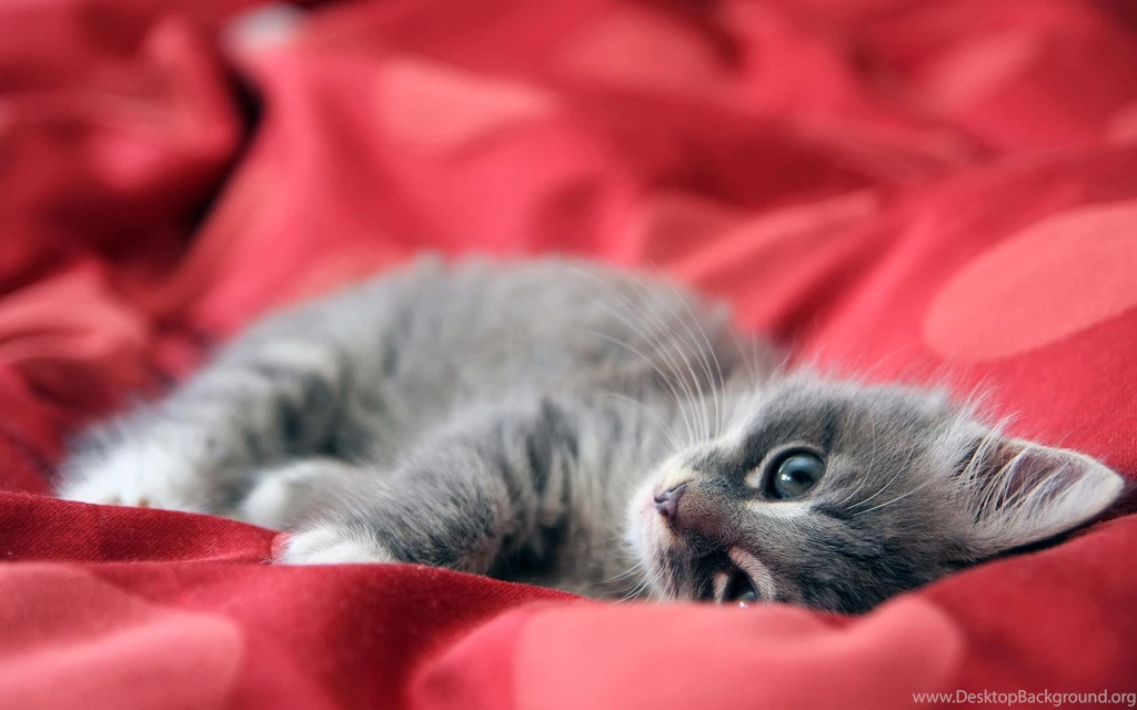 Cute Kitten Wallpapers HD
