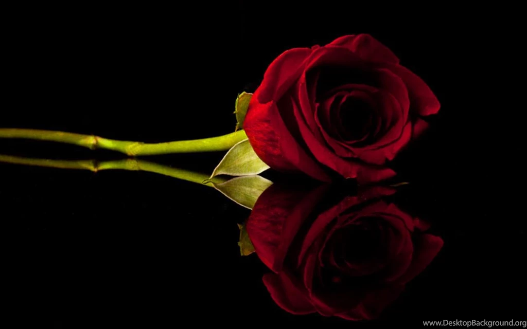 Roses Black Background New