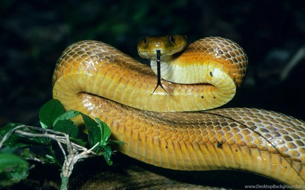 Big Snake HD Wallpapers