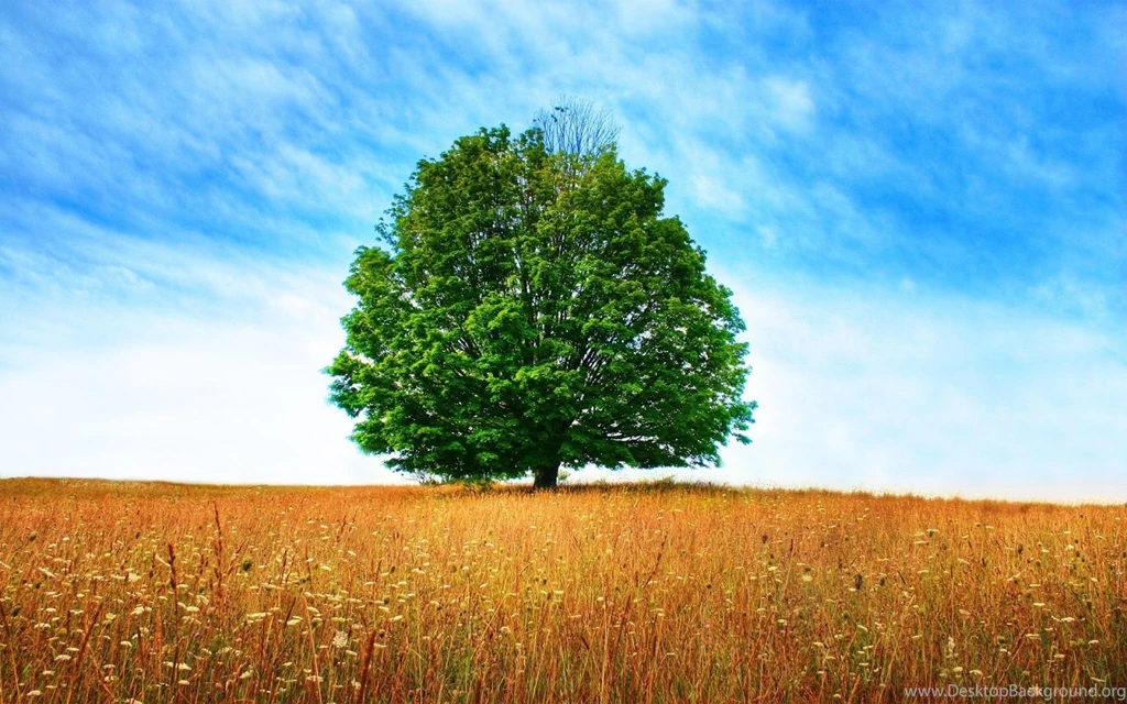 Big Tree Wallpapers Hd