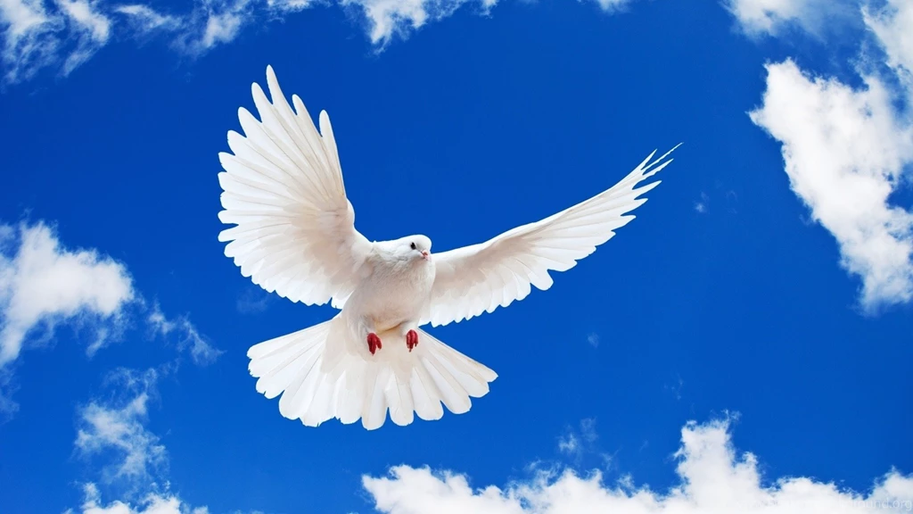 Peace Bird Cliparts.co