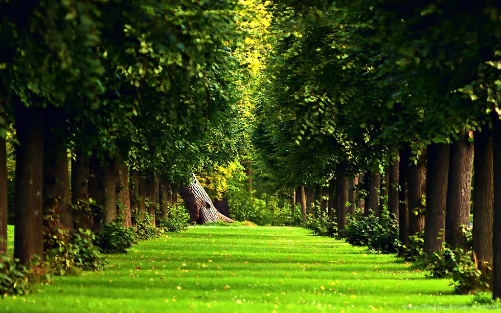 Beautiful, Forest, Wallpaper, High, Definition, Desktop Wallpapers ...
