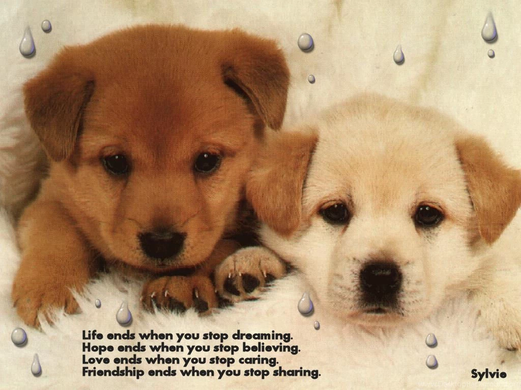 Wallpapers Keep Smiling Life .2 1024x768