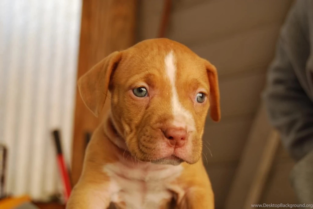 Desktop Pitbull Red Nose Pictures Dowload