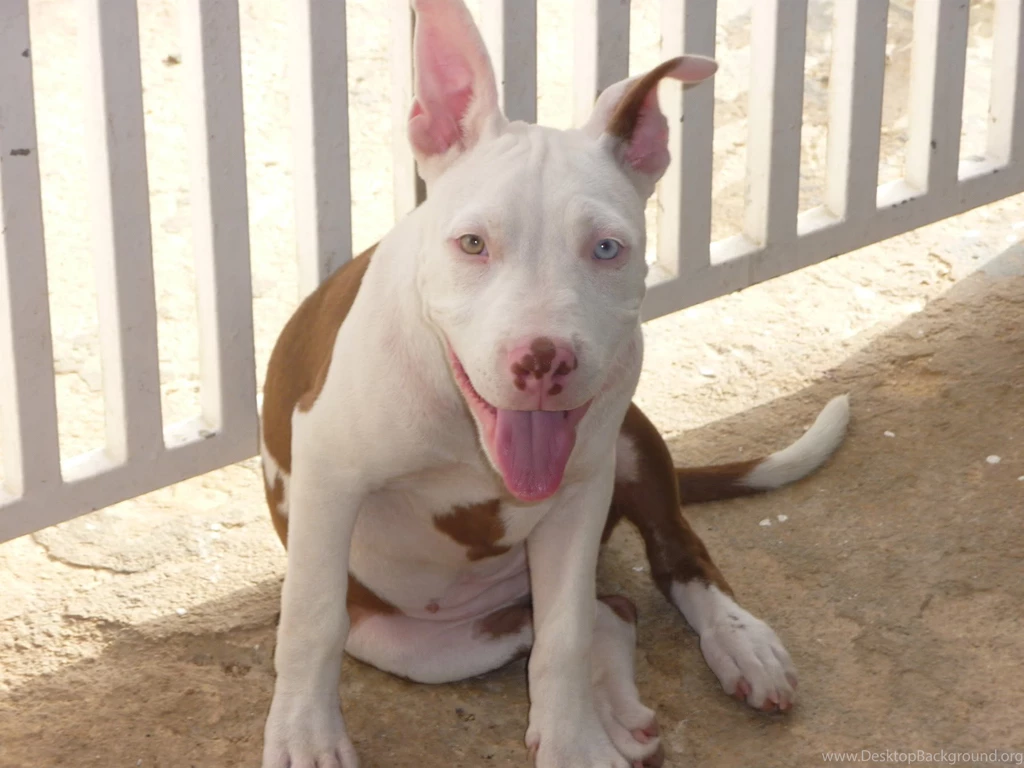 Desktop Red Nose Pitbull Puppy Pictures Dowload 3d Hd Pictures.