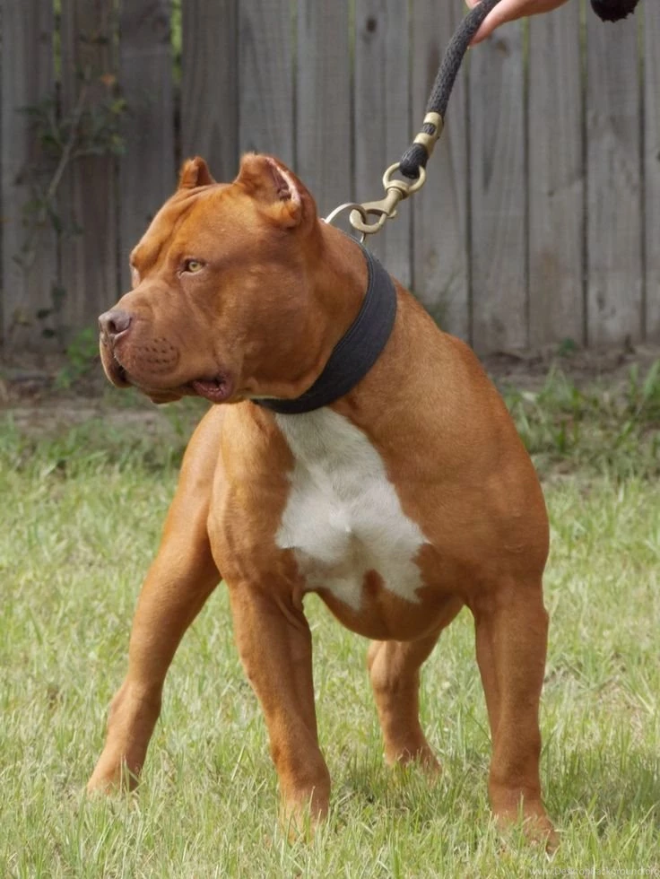 Beautiful Red Nose Pitbull.