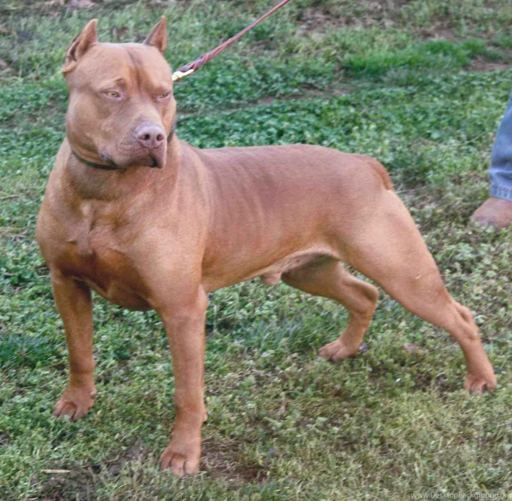 Desktop Red Nose Pitbull Dog Pictures 3d Hd Pictures.