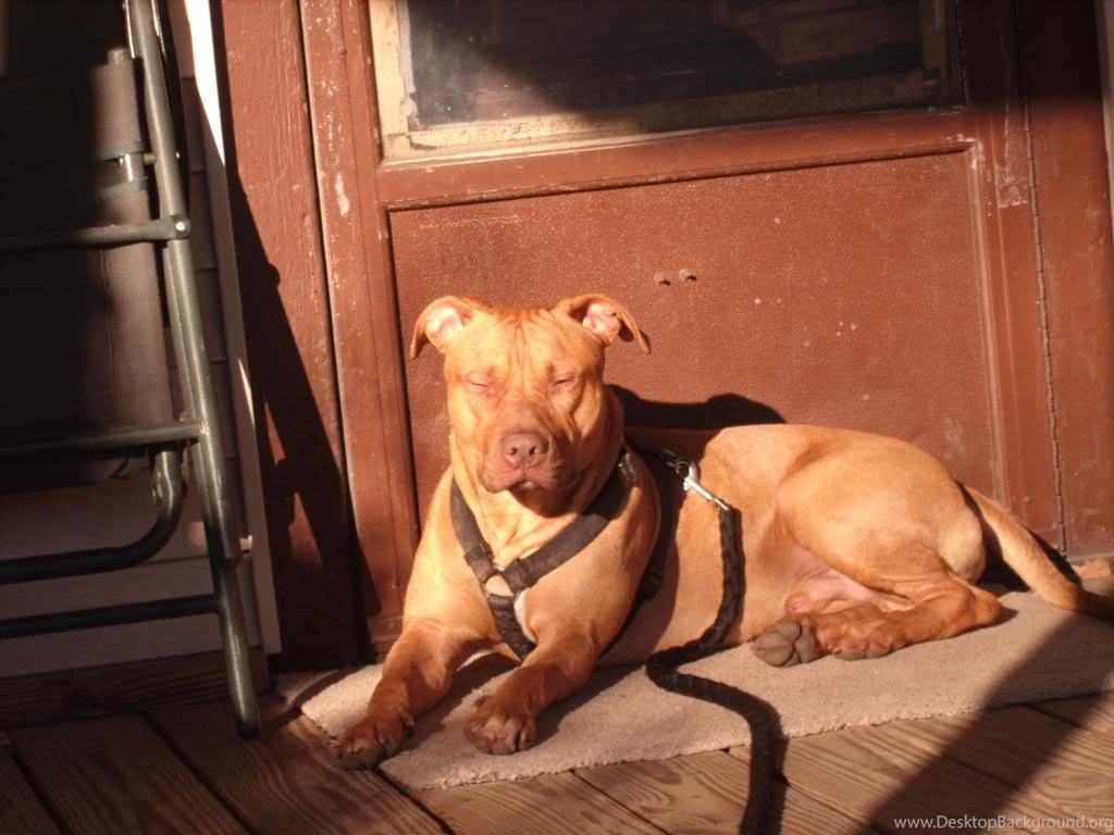 Red Pitbull Mastiff Photosmaiconlorenzeti