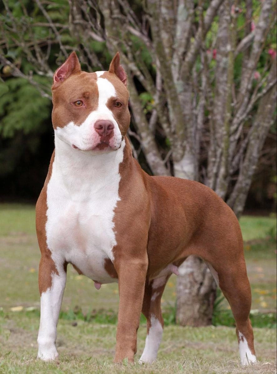 pictures of pitbull dogs wallpapers hd base desktop background