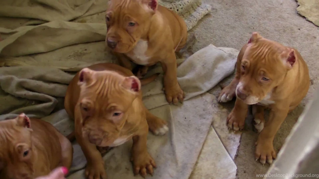 Desktop Pictures Of Red Nose Pitbull Download