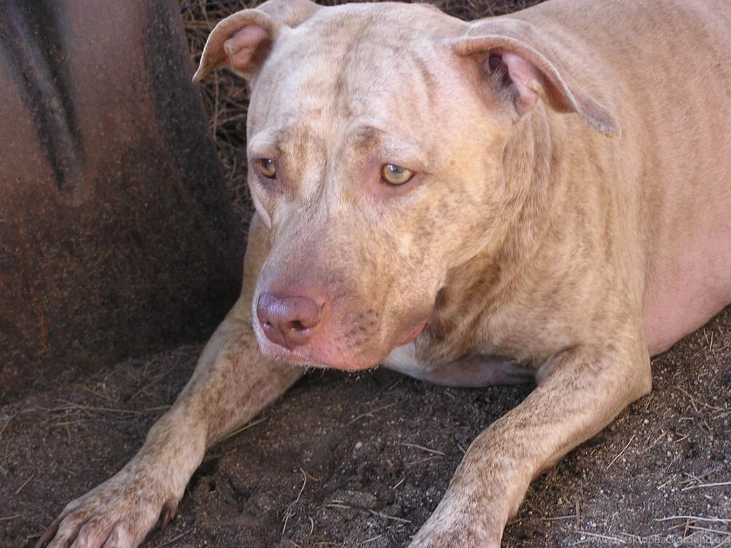 Dogs: CHEETARA CLOSE Rednose CANINE Pitbull Terrier Dog High ...