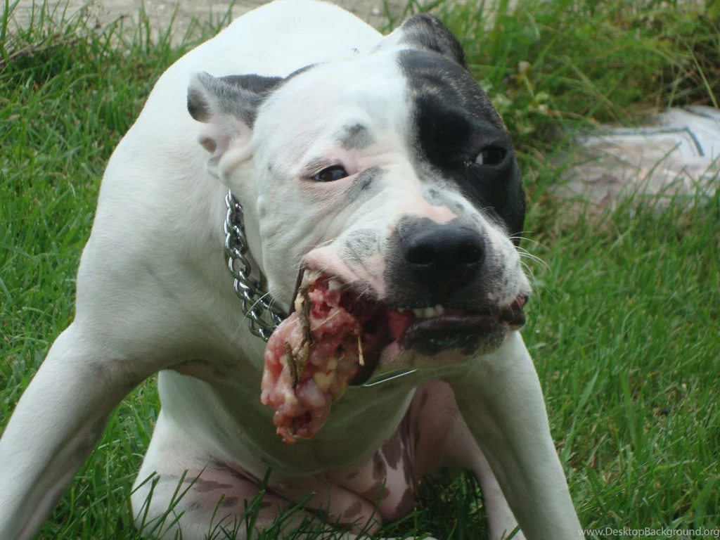 Desktop Red Nose Pitbull Images 3d Hd Pictures.