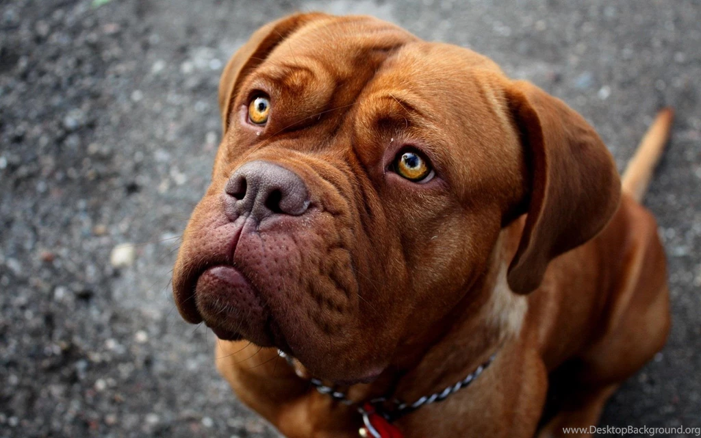 Desktop Pics Of A Red Nose Pitbull Download