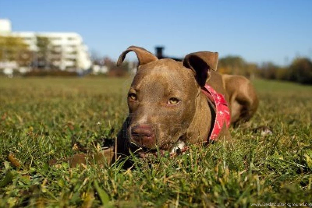 Red Nose Pitbull