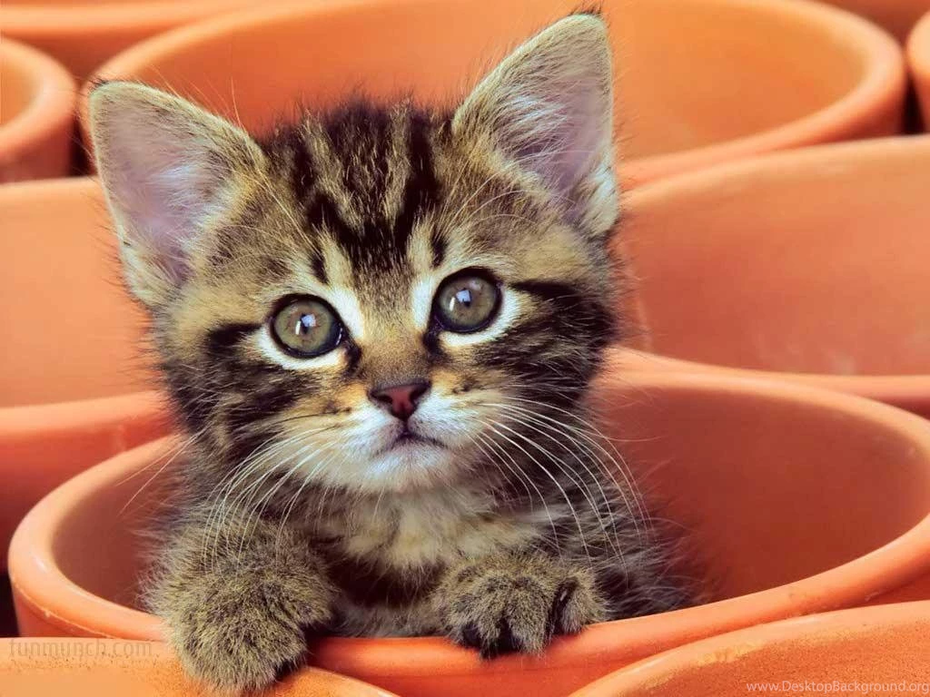 Wallpapers Pets 1024x768