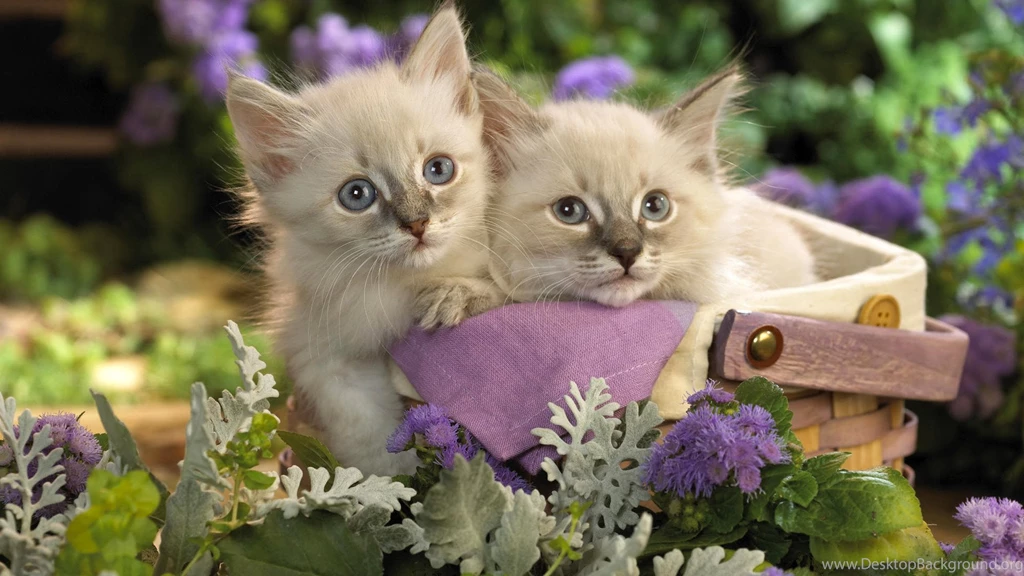 Cute White Cats Couple Pets Wallpapers 1080p Widescreen Wallpapers ...