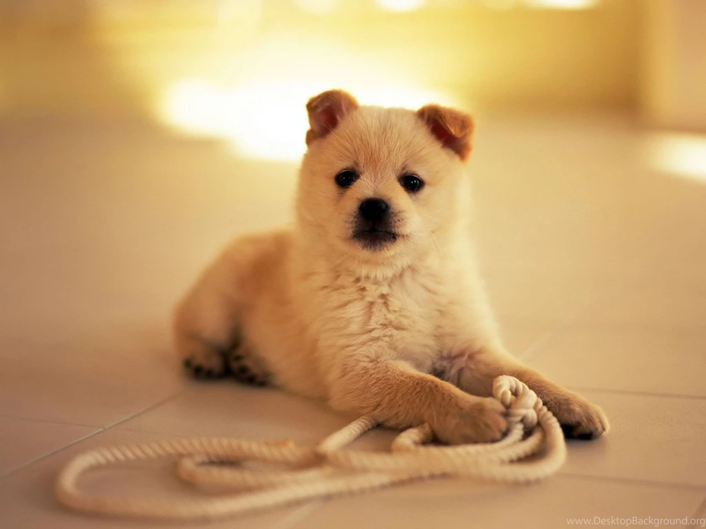 Dog small pets baby animals widescreen high resolution