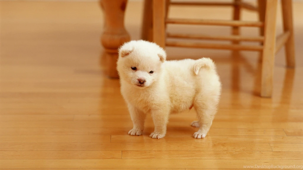 Pets Wallpapers