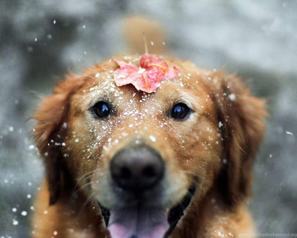 6784997 cute pets wallpapers