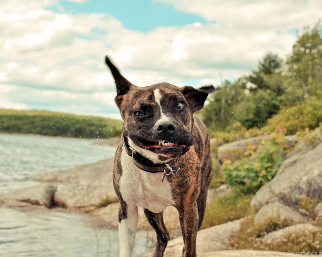 Funny Pets