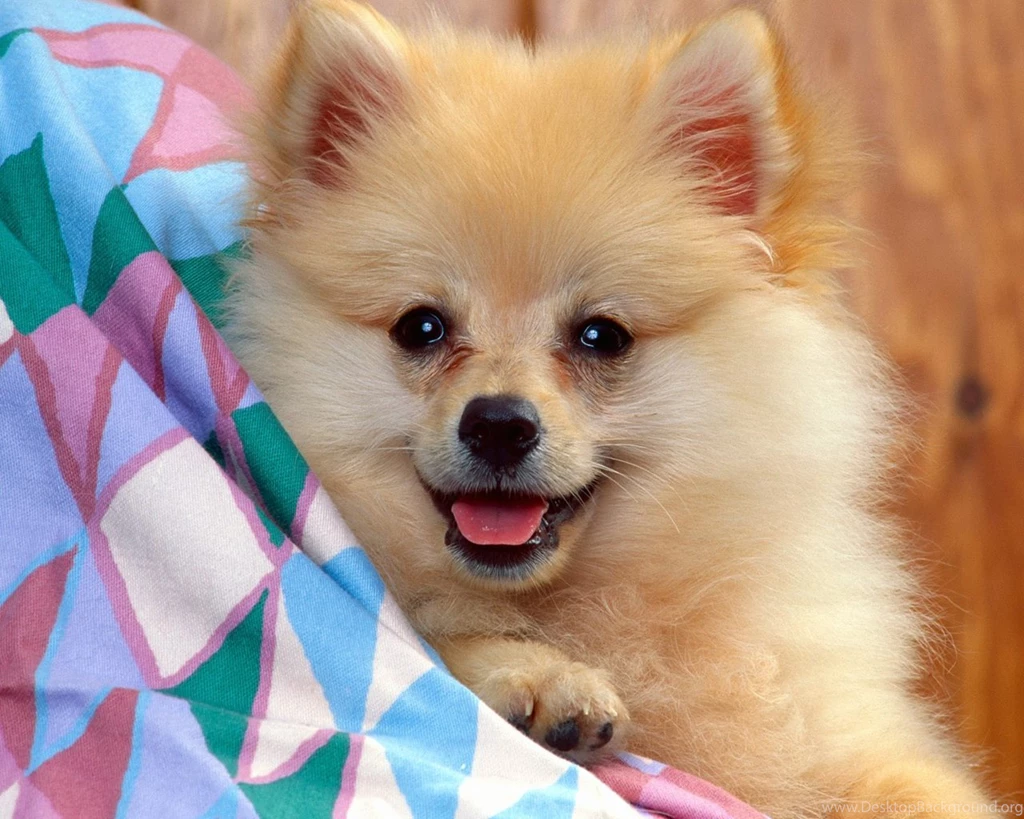 Download Happy Puppy Super Cute Pets Wallpapers 1280x1024 ...