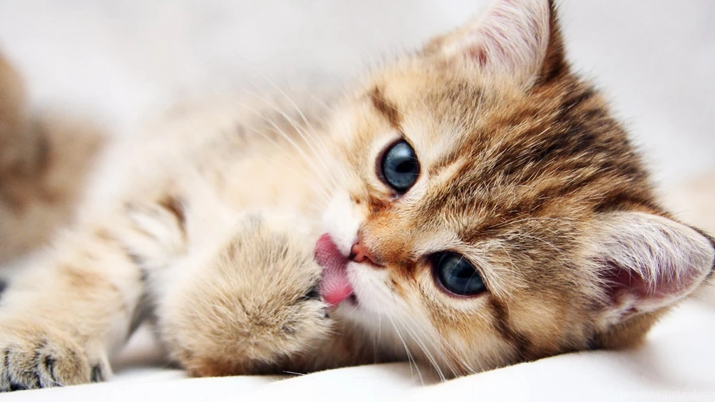 Pets & Animals