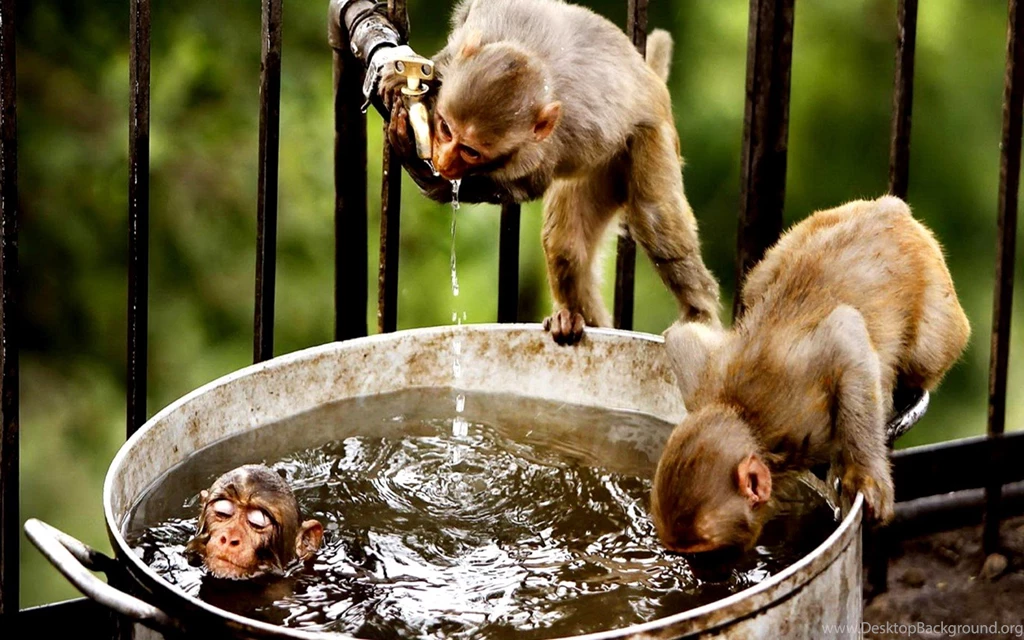 Funny Monkey Funny Monkey Wallpapers Desktop – Fine HD Wallpapaper RR