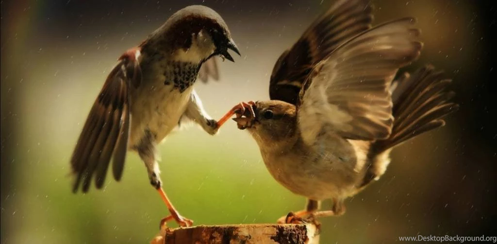 Hindi & English: Best Comedy Text Messages & Very Funny SMS