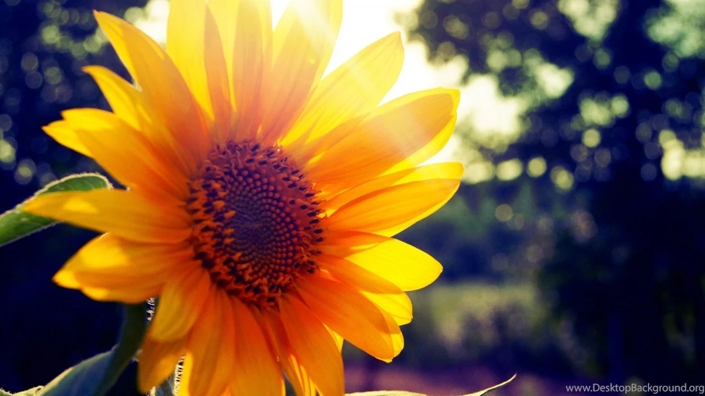 Full HD 1080p Sunshine Wallpapers HD, Desktop Backgrounds 1920x1080