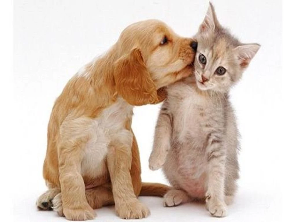 Cat And Dog Wallpapers Wallpapers Cave