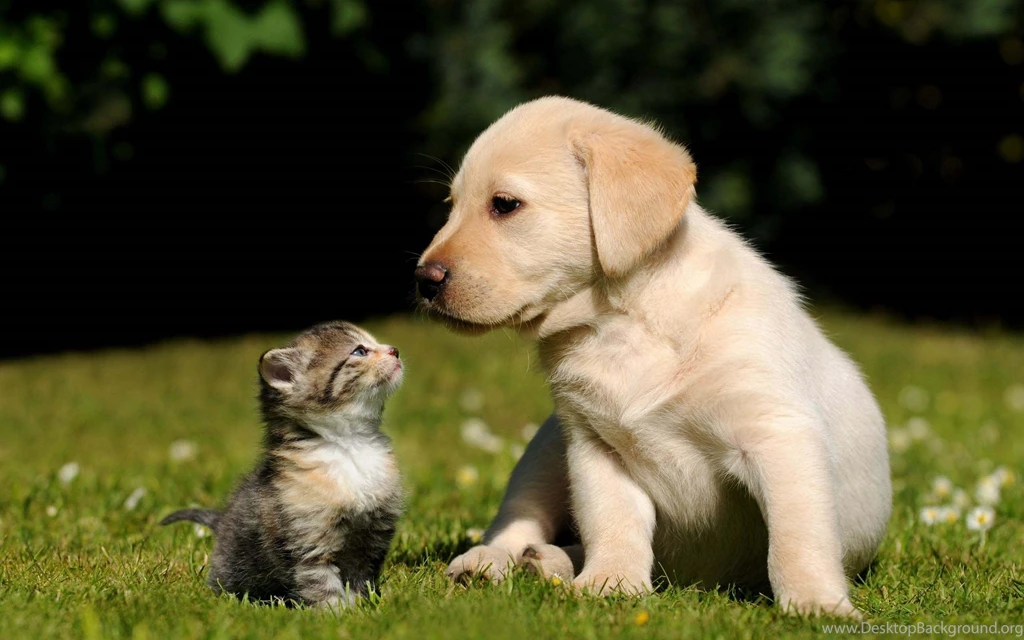Cute Dog And Cat Wallpapers