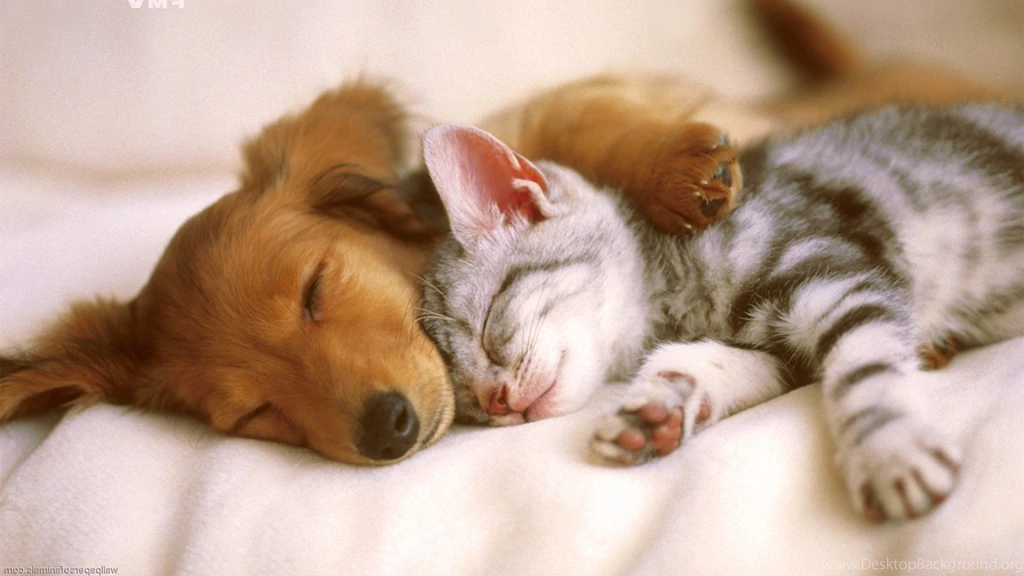 Cute Dog And Cat Wallpapers