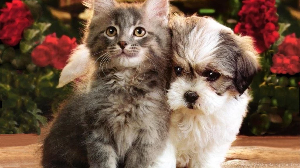 Cats And Dog Wallpapers Hd Wallpapers In The Comments For More Cats ...