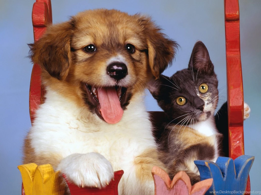 Dogs And Cats Backgrounds Wallpapers And Make This Wallpapers For ...