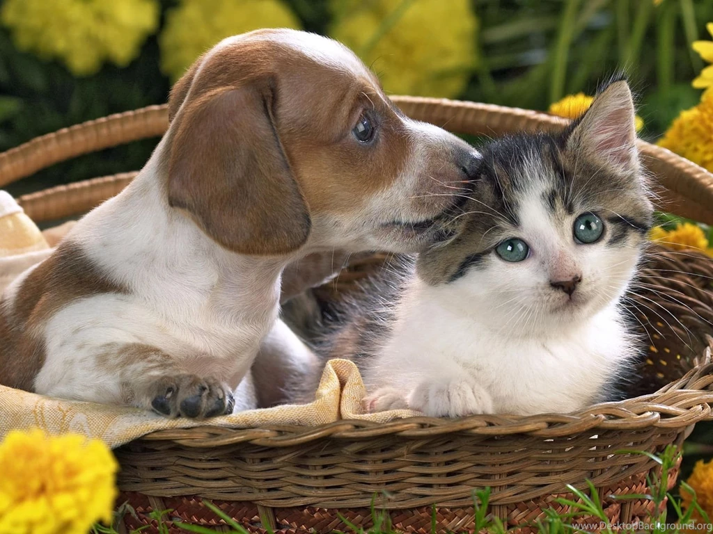 Download Wallpapers 1600x1200 Dog, Cat, Basket, Taking, Care ...