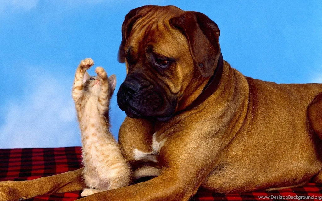 Cat And Dog Wallpapers 1920x1200 Wallpapers,other 1920x1200 ...