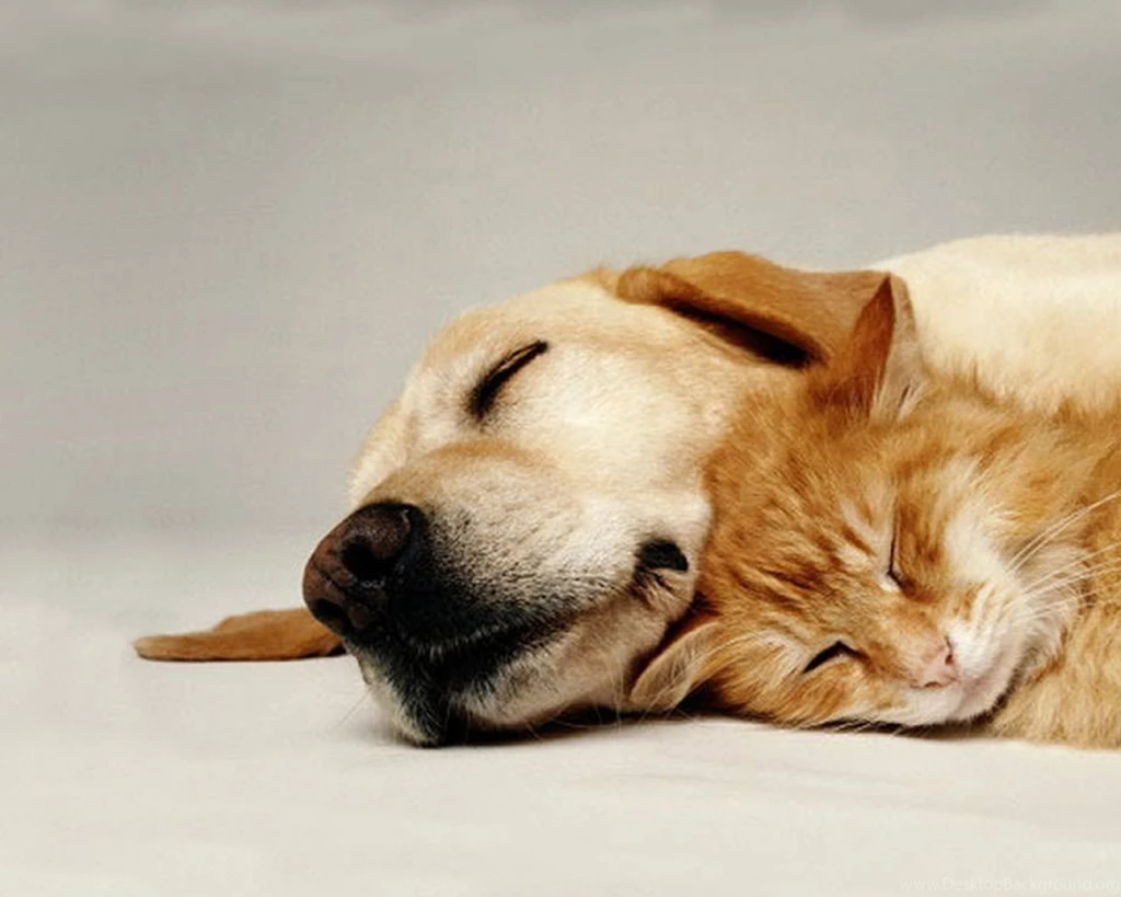 Download Wallpapers 1280x1024 Dog, Cat, Couple, Friends, Care ...