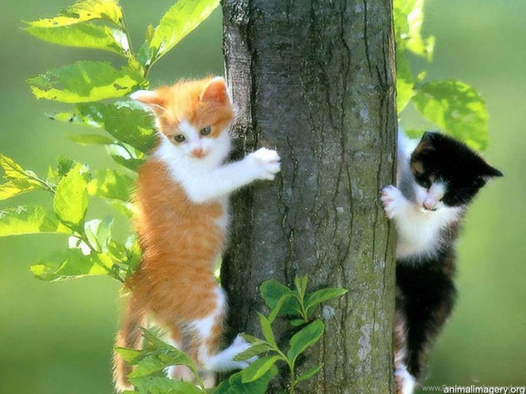 Funny Dogs Wallpapers Cute Cats Backgrounds Hd Wallpapers Amp