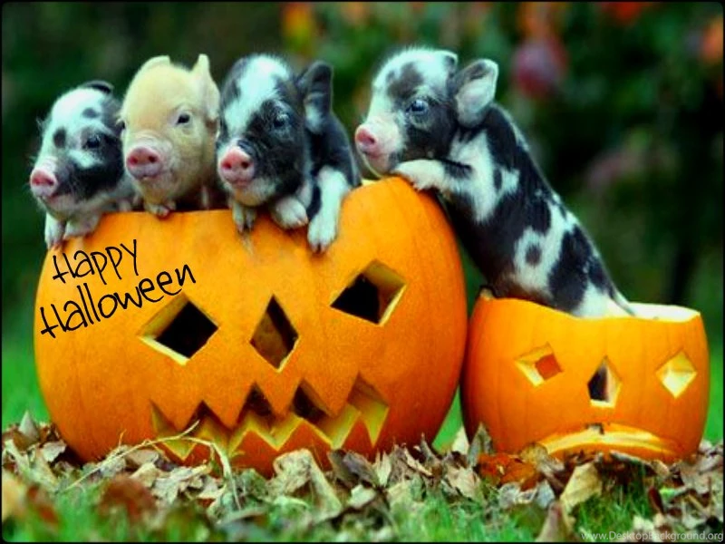 Cute Halloween Images All Wallpapers New
