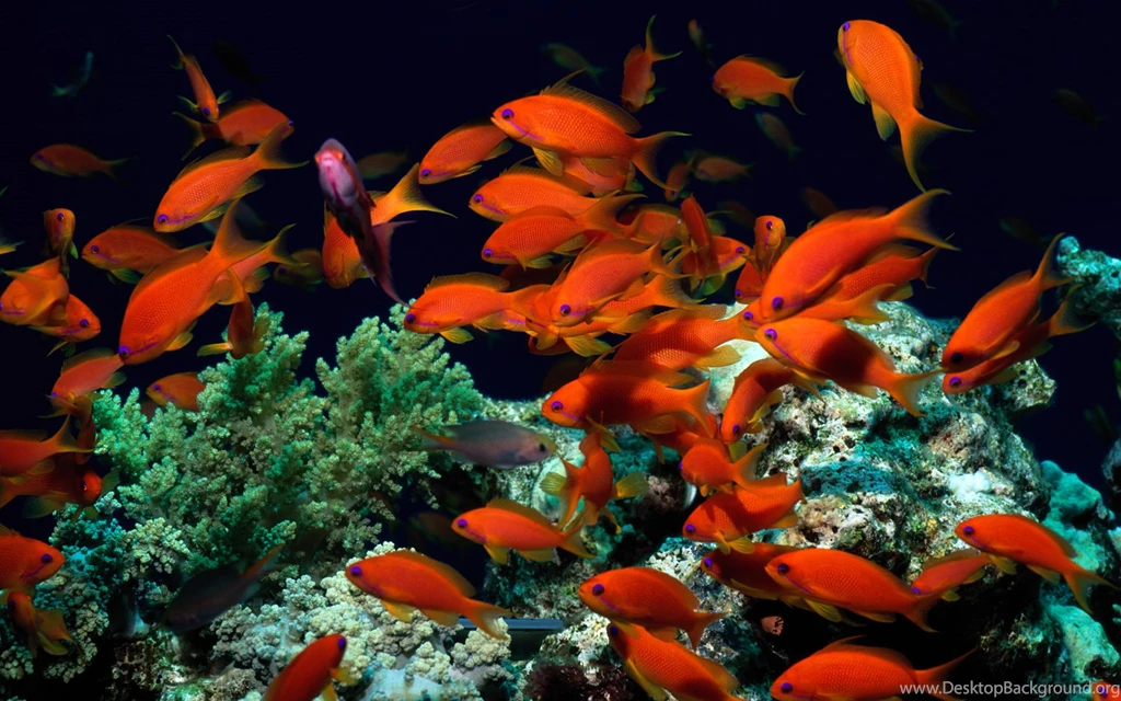 Fish Wallpapers