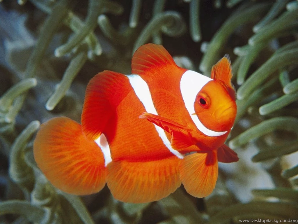 Orange White Fish Wallpapers : Desktop And Mobile Wallpapers : Wallippo
