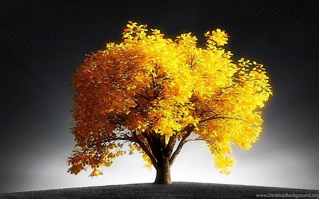 Summary Tree Desktop Wallpapers HD Images New