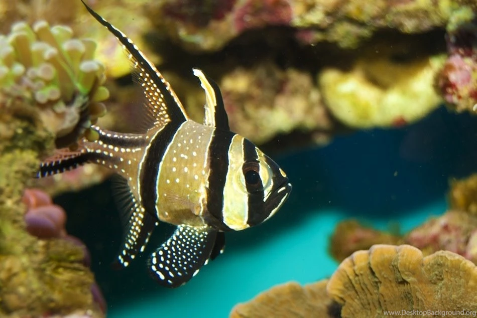 Paulbarford Heritage The Ruth: Beautiful Fish Wallpapers