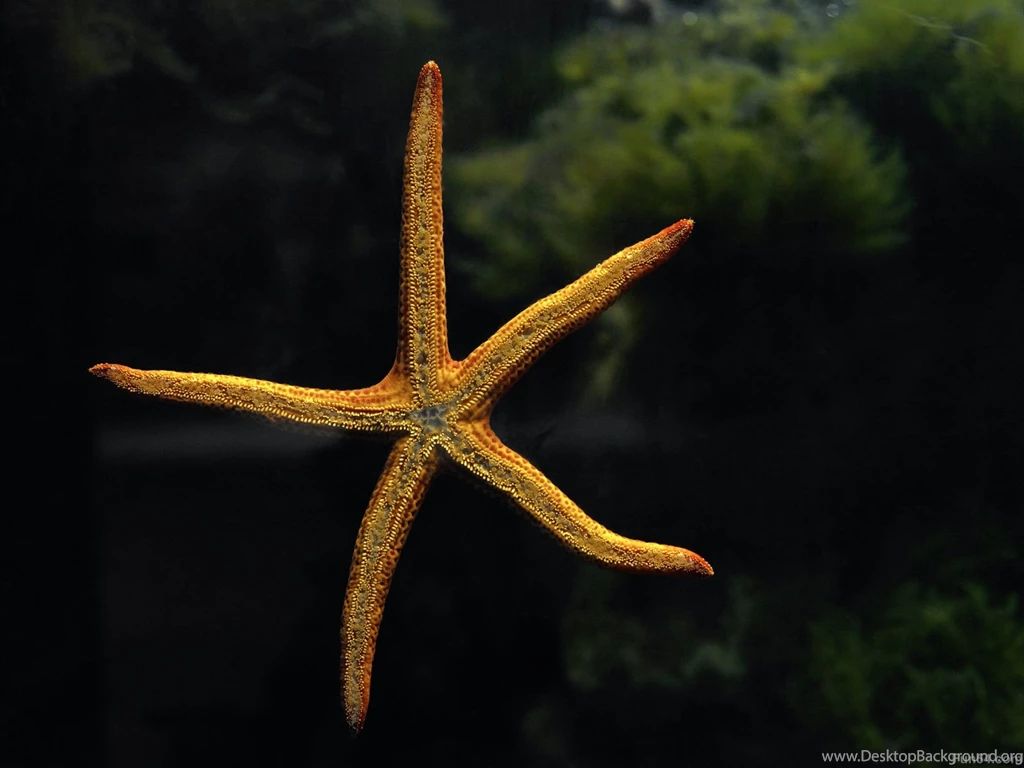Sea Life HD Wallpapers Widescreen For Your Desktop And Iphones ...