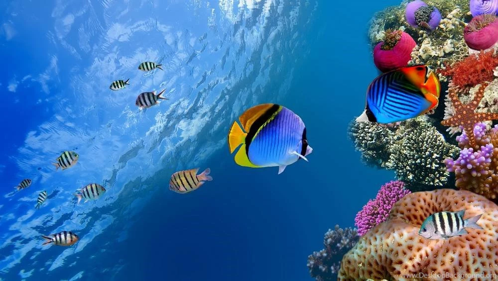 Color Fish HD Wallpapers