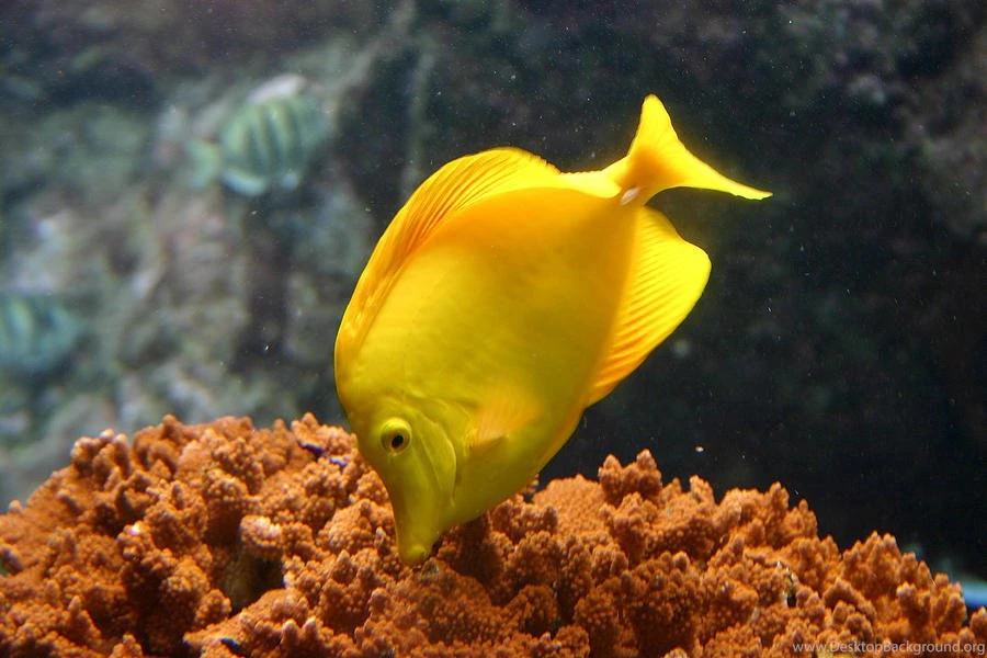 Aquarium Fish Yellow Tang Fish Wallpapers