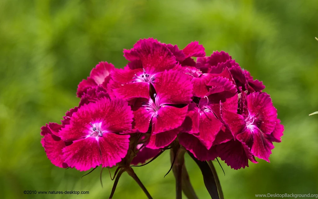 Desktop Wallpapers Free Download Collection (30+)